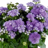 Ageratum houstonianum