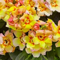 Antirrhinum majus