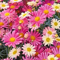 Argyranthemum frutescens