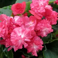 Begonia x semperflorens