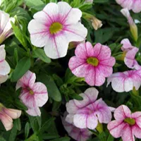 Calibrachoa cultivars