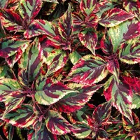 Coleus x blumei