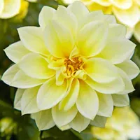 Dahlia x hortensis