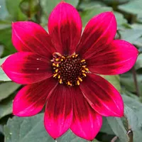 DahLove® Dark Velvet van Grunewald Jonge Planten