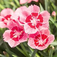 Dianthus superbus