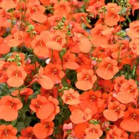 Diascia elegans