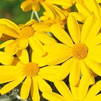 Euryops chrysanthemoides