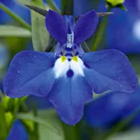 Lobelia erinus