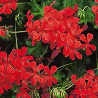 Pelargonium x peltatum