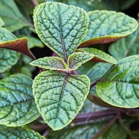 Plectranthus fruticosus