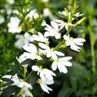 Abanico White van Grunewald Jonge Planten