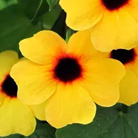 Thunbergia alata