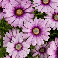 Osteospermum ecklonis