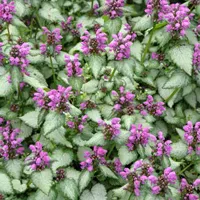 Lamium maculatum