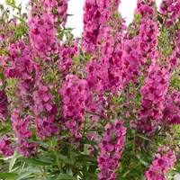 Angelonia x angustifolia