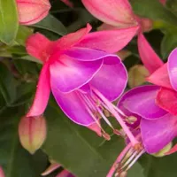 Fuchsia cultivars