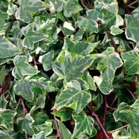 Hedera helix