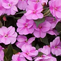 SunPatiens® Lavender Splash van Grunewald Jonge Planten