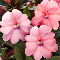 Sunpatiens Compact