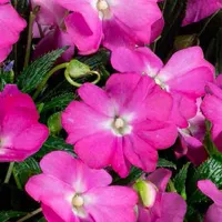 Impatiens x Neu-Guinea