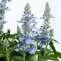 Salvia farinacea