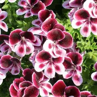 Pelargonium x species