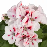 Pelargonium x grandiflorum