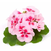 Pelargonium x zonale