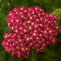 Achillea Millefolium