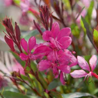 Gaura lindheimeri