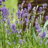 Lavandula angustifolia