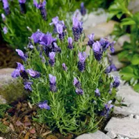 Lavandula stoechas