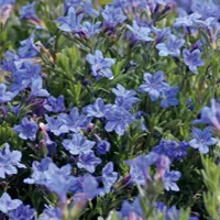 Heavenly Blue van Grunewald Jonge Planten