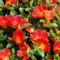 Portulaca x umbraticola