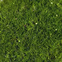 Moss Green van Grunewald Jonge Planten