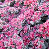 Sedum x cauticolum