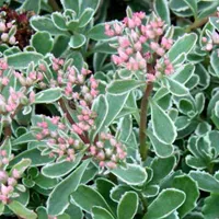 Sedum spurium