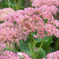 Sedum telephium