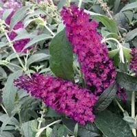 Buddleja cultivars