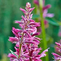 Agastache mexicana