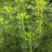 Artemisia alba