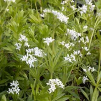 Galium odoratum