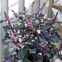 Ocimum x hybrida