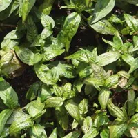 Polygonum odoratum