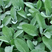 Salvia officinalis