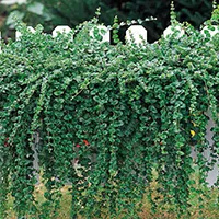 Satureja douglasii