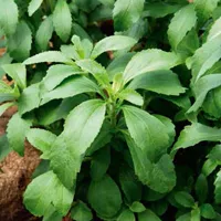 Stevia rebaudiana