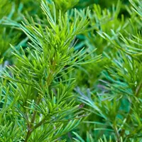 Tagetes filifolia