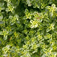 Thymus citriodorus