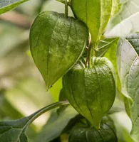 Physalis peruviana (Andenbeere)